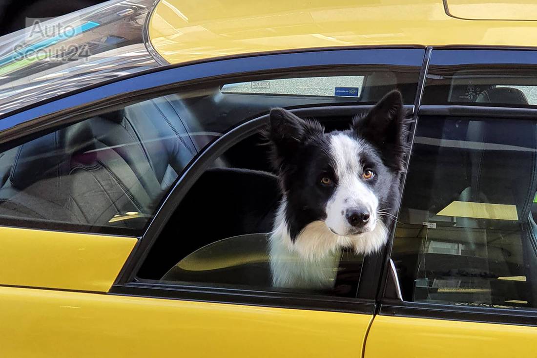 Asesinar sabiduría reunirse Cómo viajar con mascotas en el coche - AutoScout24